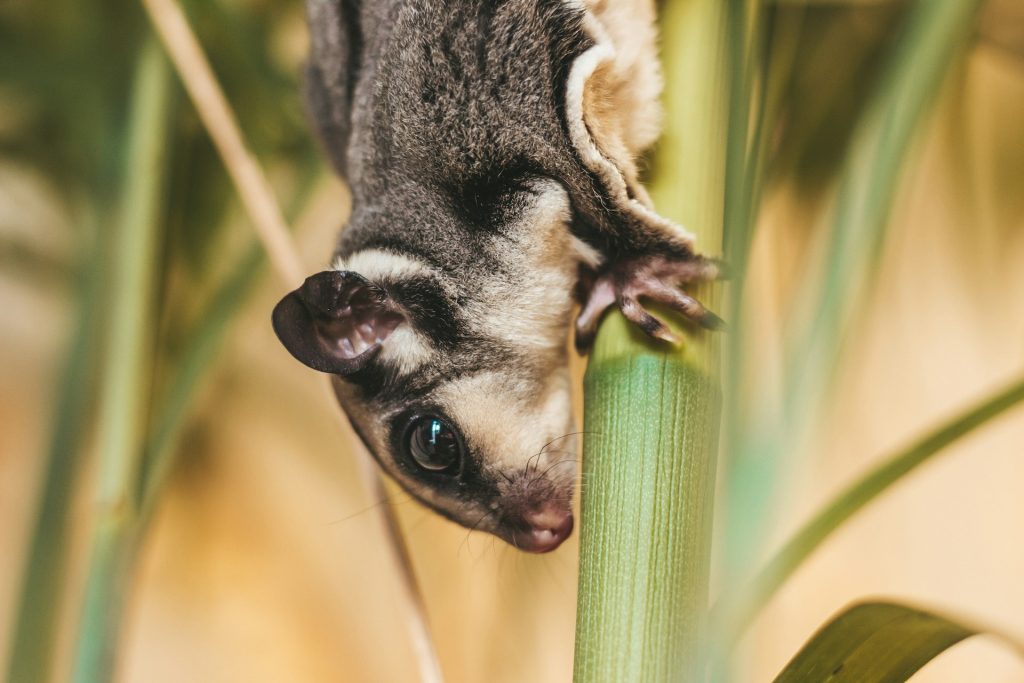 Sugar Glider