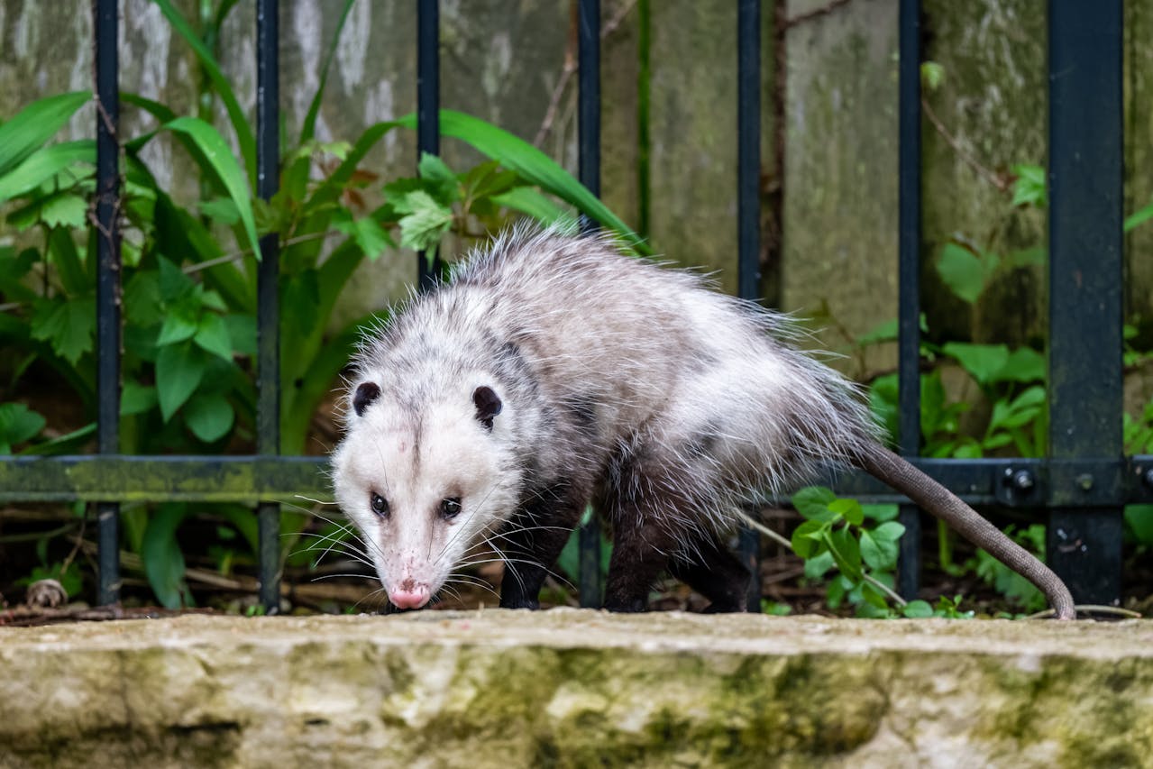 Virginia opossum backyard night