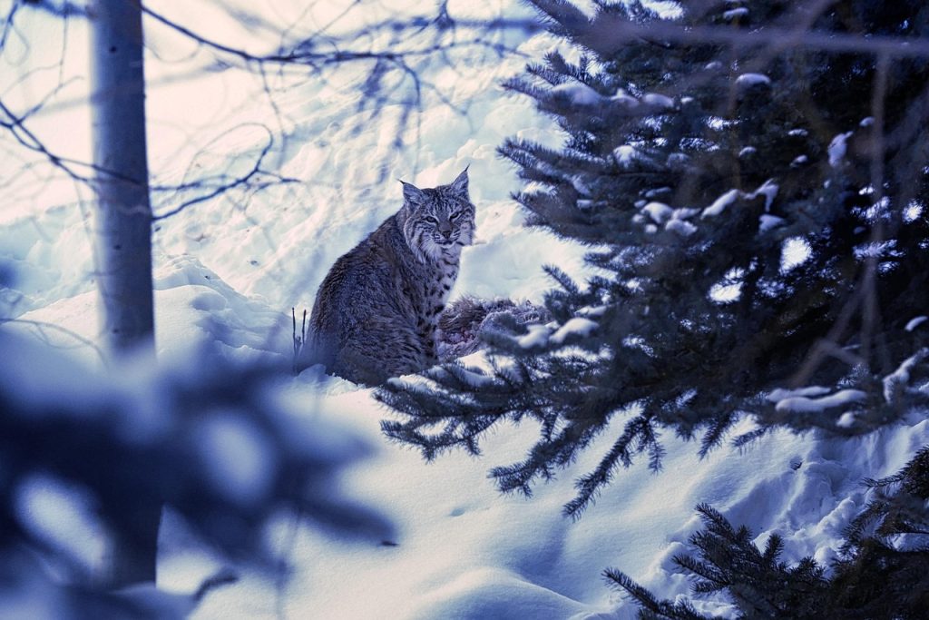 -bobcat-in winter
