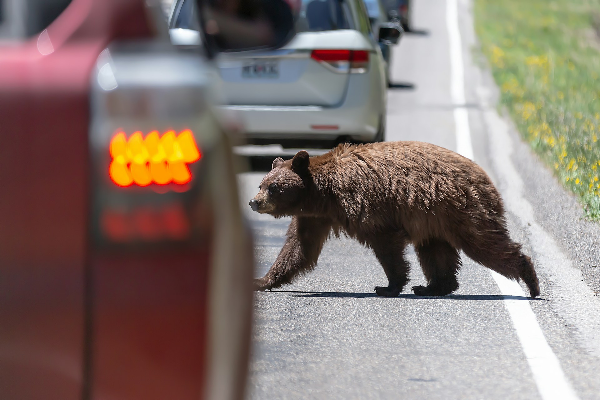 bear on road