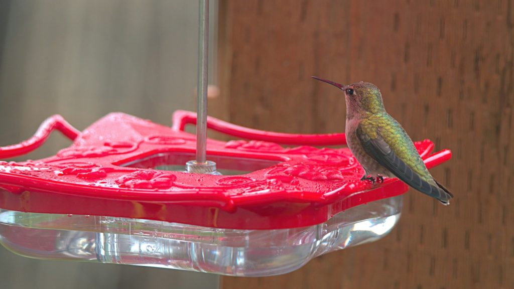Hummingbird feeder