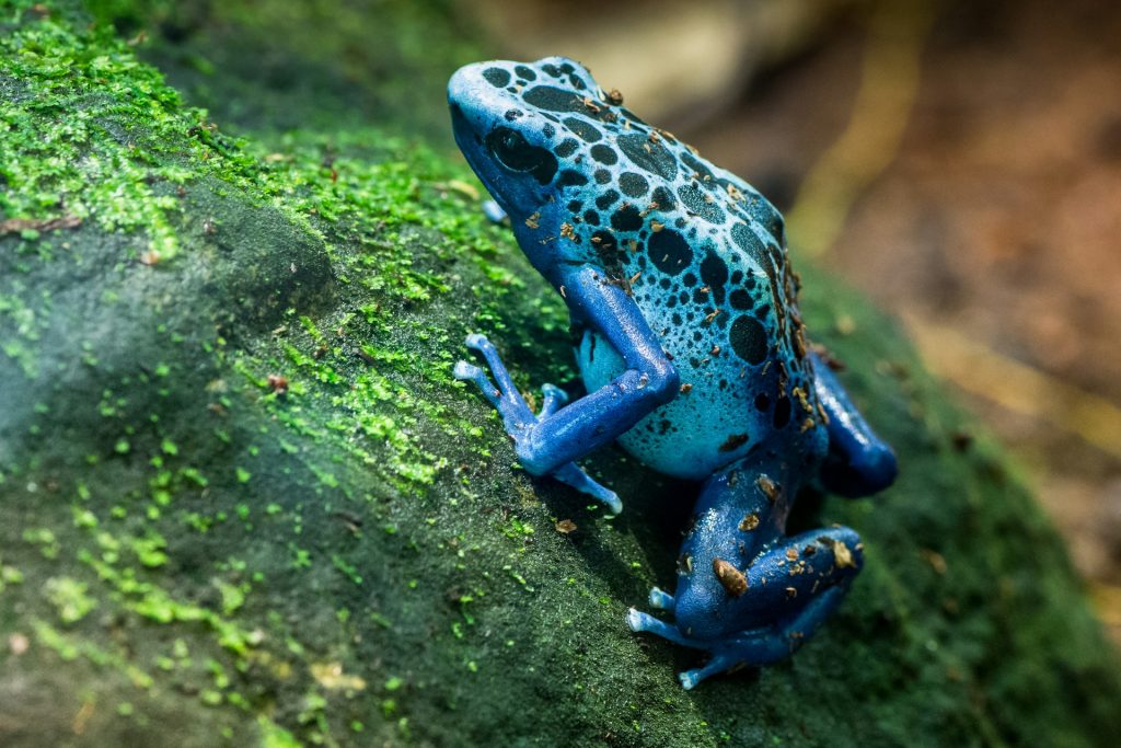 Poison Dart Frog