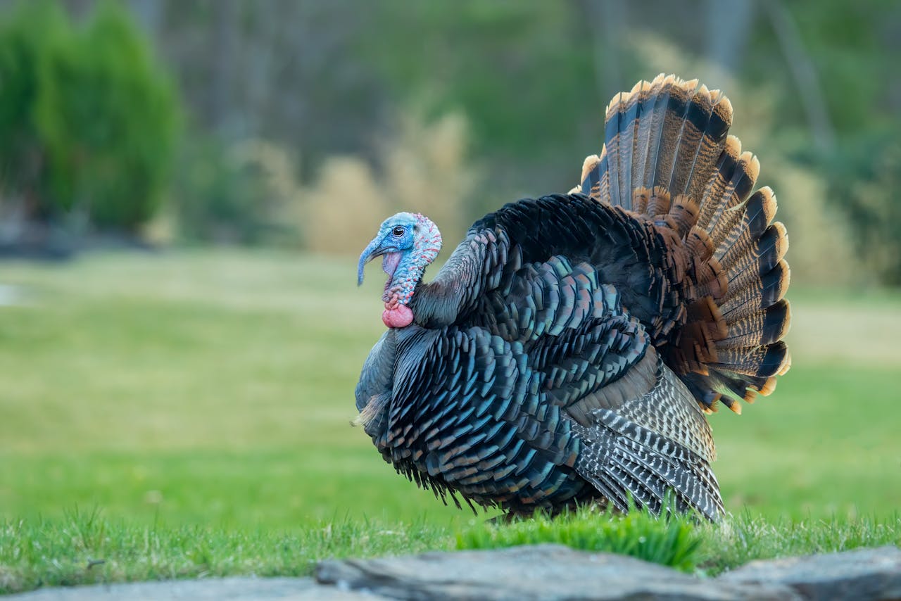 9 Signs A Good Poult Year Won’t Translate Into More Gobblers In 2026