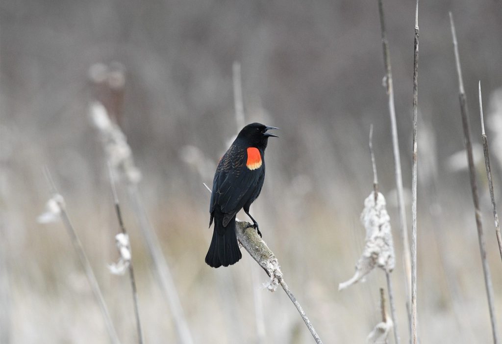 red winged blackbird male flying over cattails breeding season