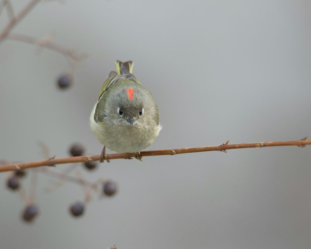 Ruby-crowned Kinglet