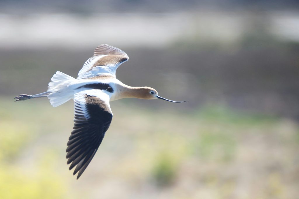 American avocet
