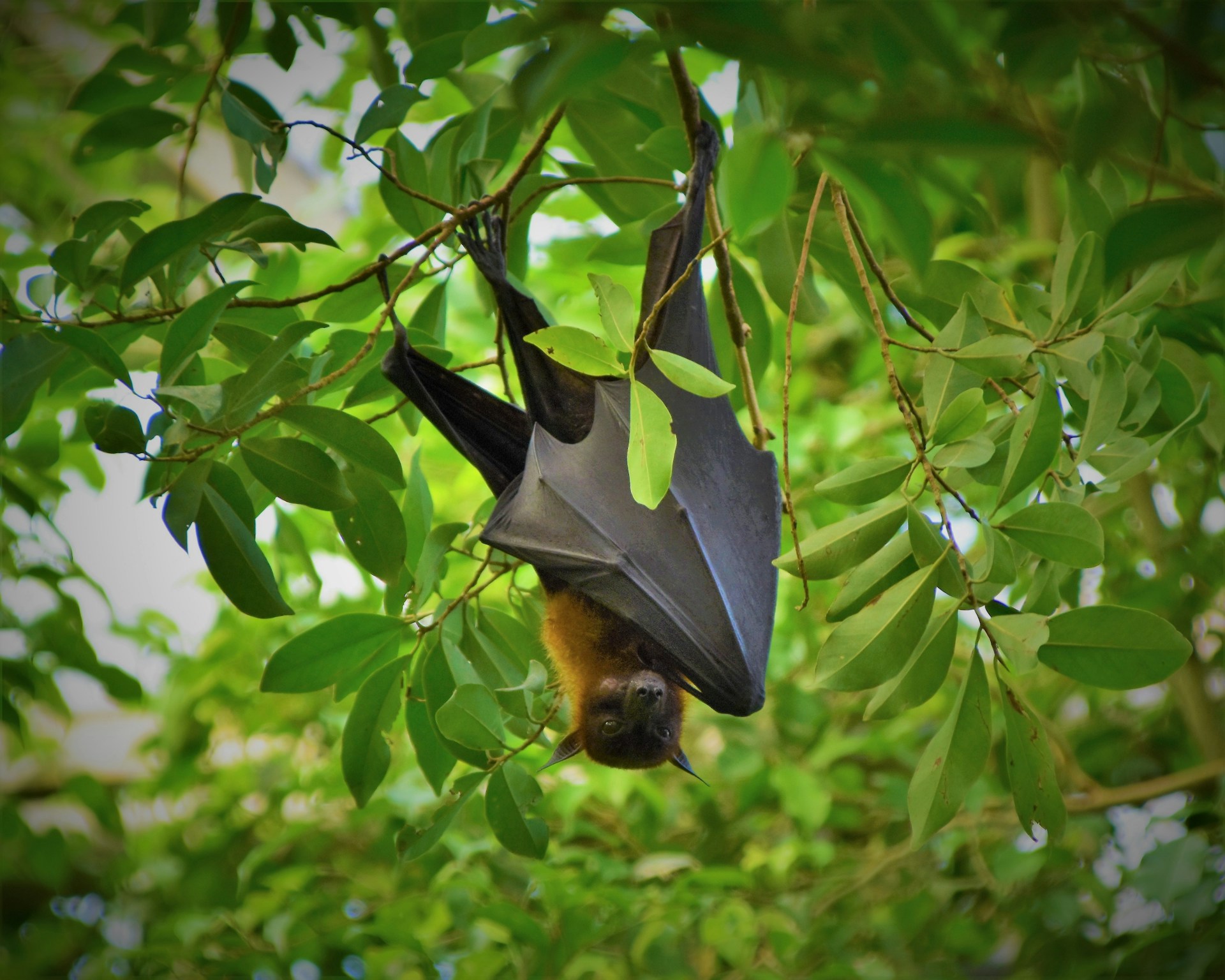 Ecologists Warn Bat Decline Brings a Hidden Pest Problem to Yards