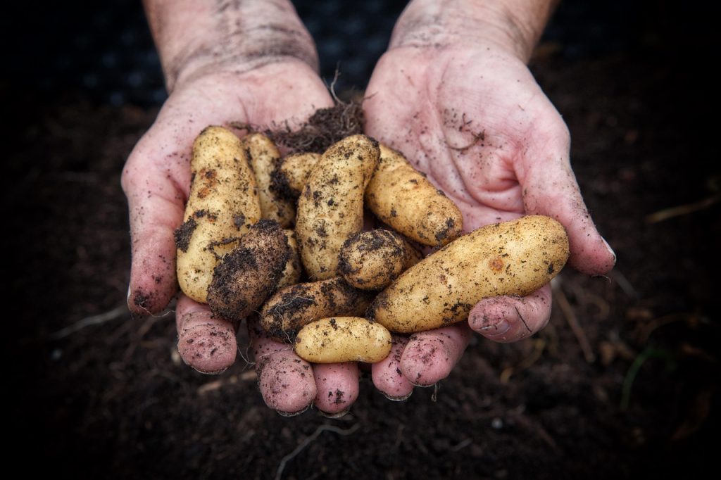 harvesting potatoes hands soil