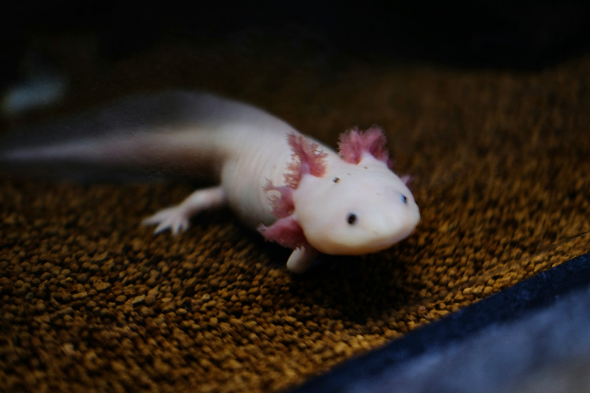axolotl