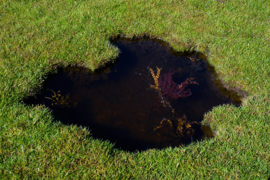 soggy lawn puddle low spot drainage