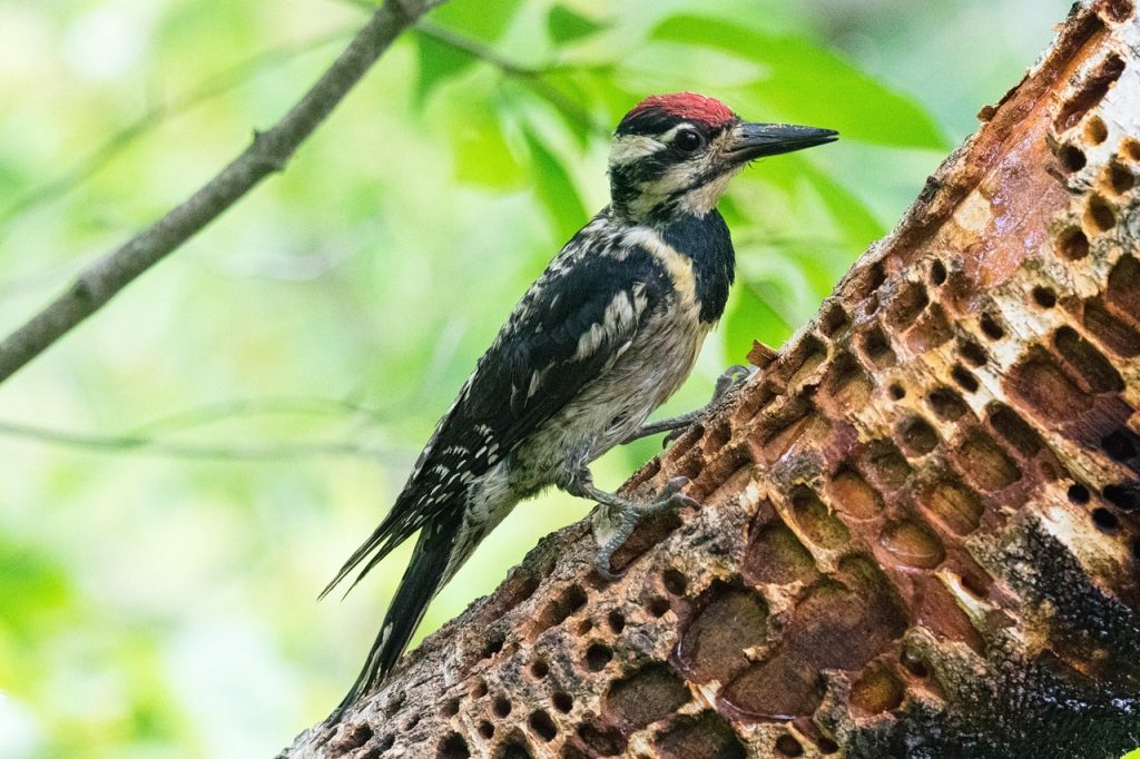 yellow-bellied-sapsucker