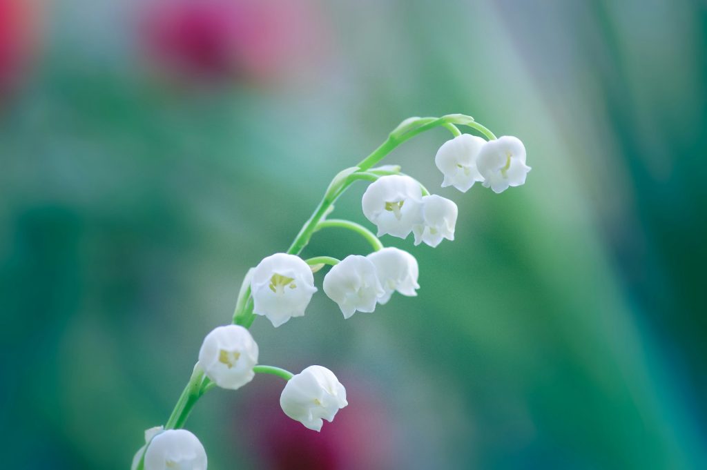 Lily of the valley