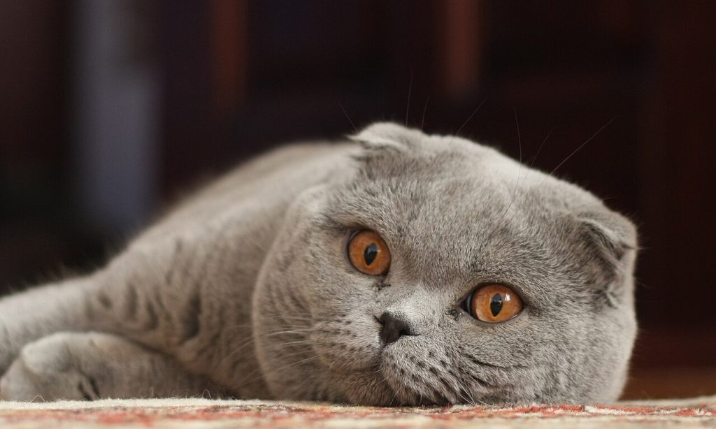 1280px-Adult_Scottish_Fold_(cropped)