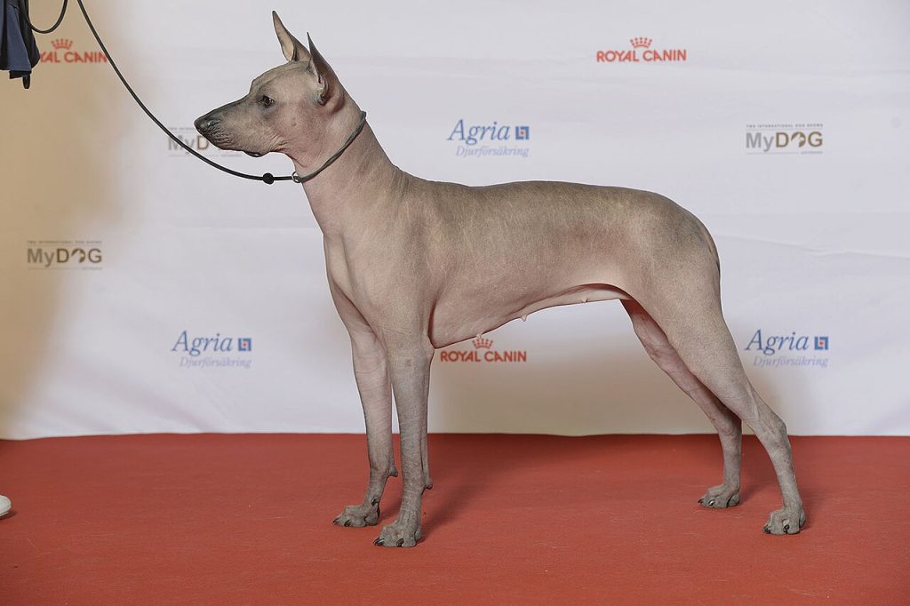 Xoloitzcuintli
