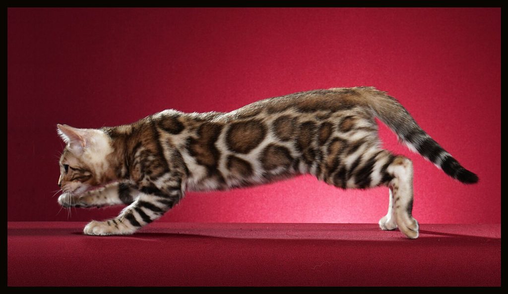 Bengal cat