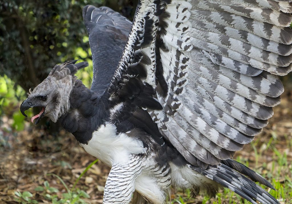 harpy eagle