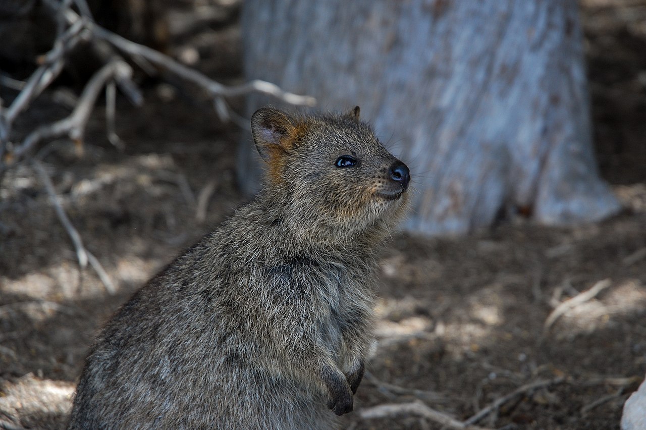 1280px-RottnestQuokka