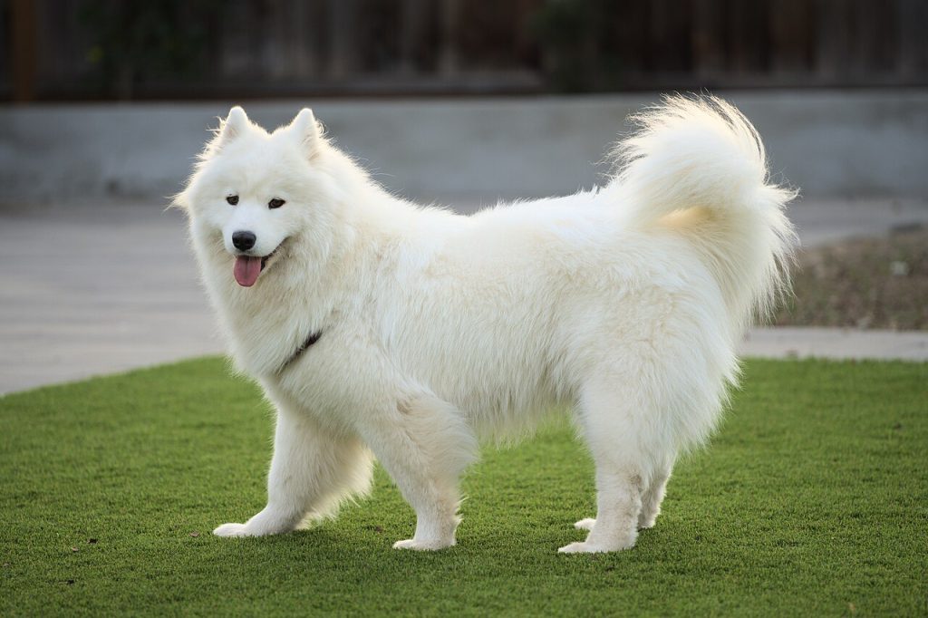1280px-Samoyed_dog_two_year_old_female_dllu