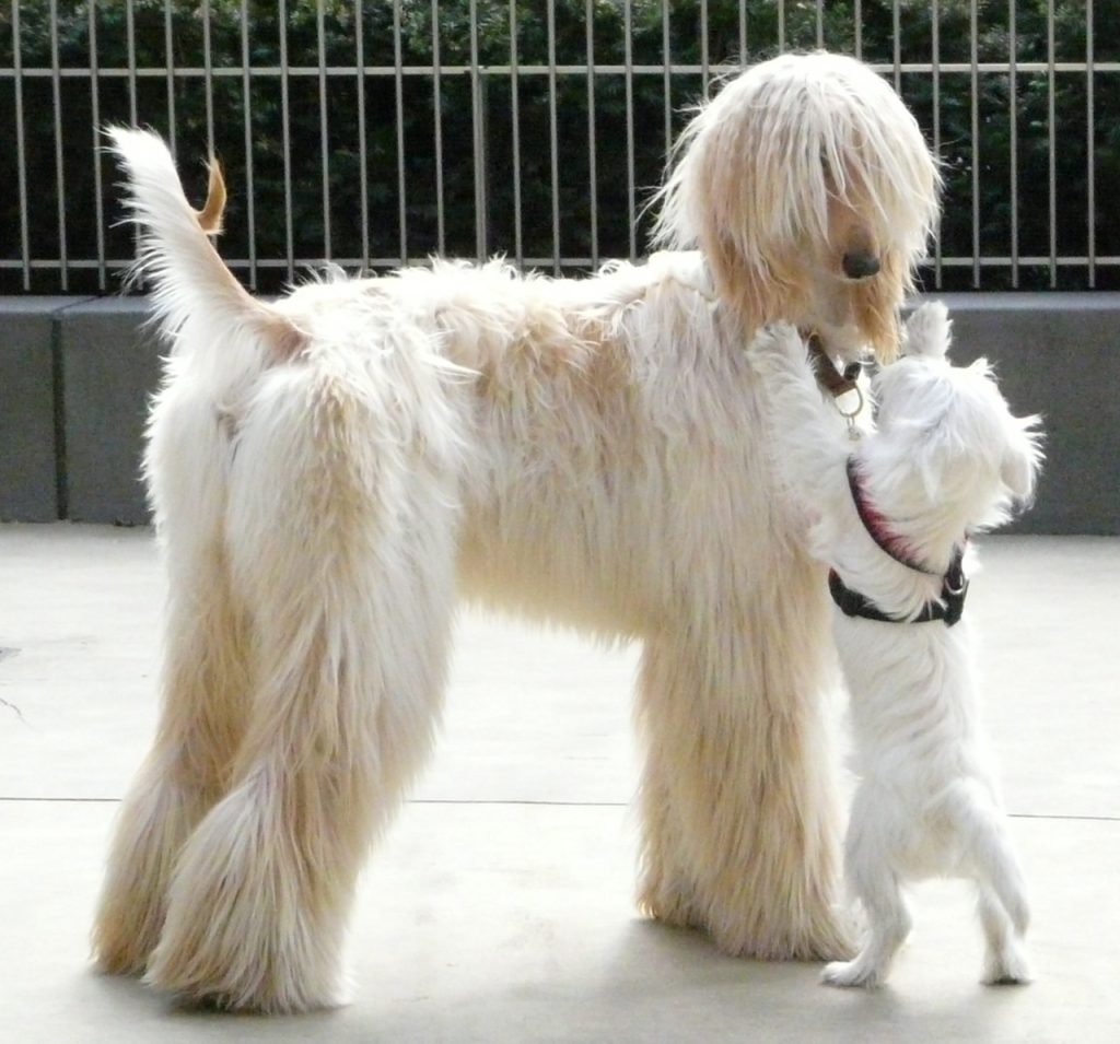 Afghan Hound dog