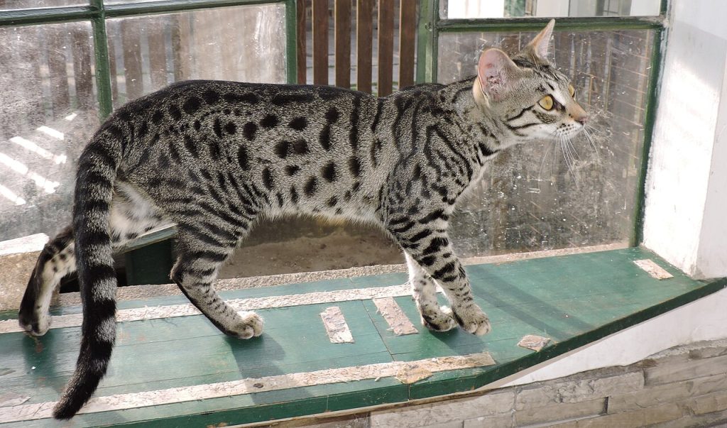 Savannah Cat