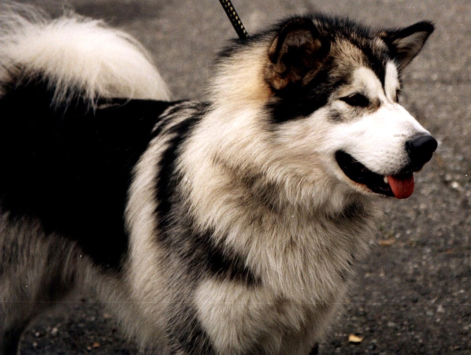 Alaskan Malamute