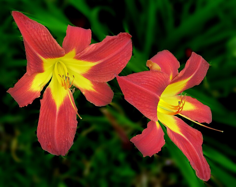 960px-Daylily_--_Hemerocallis_'Ruby_Spider' (1)