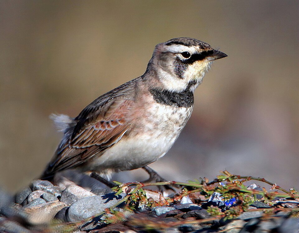 Horned lark