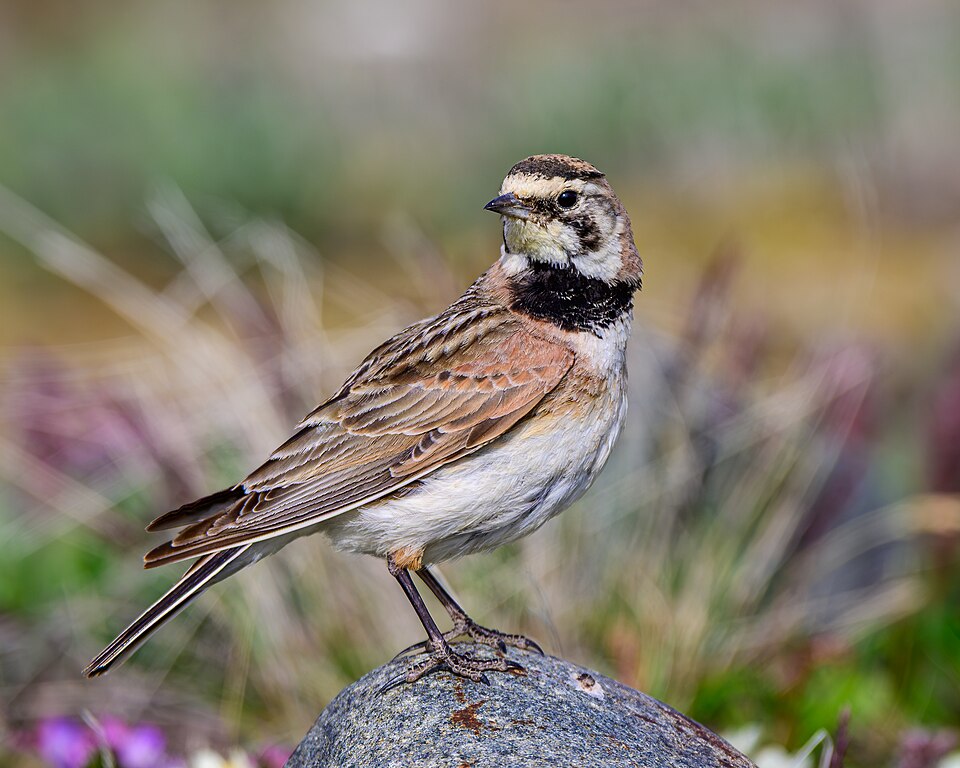 Horned lark