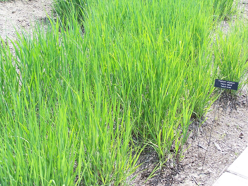 switchgrass