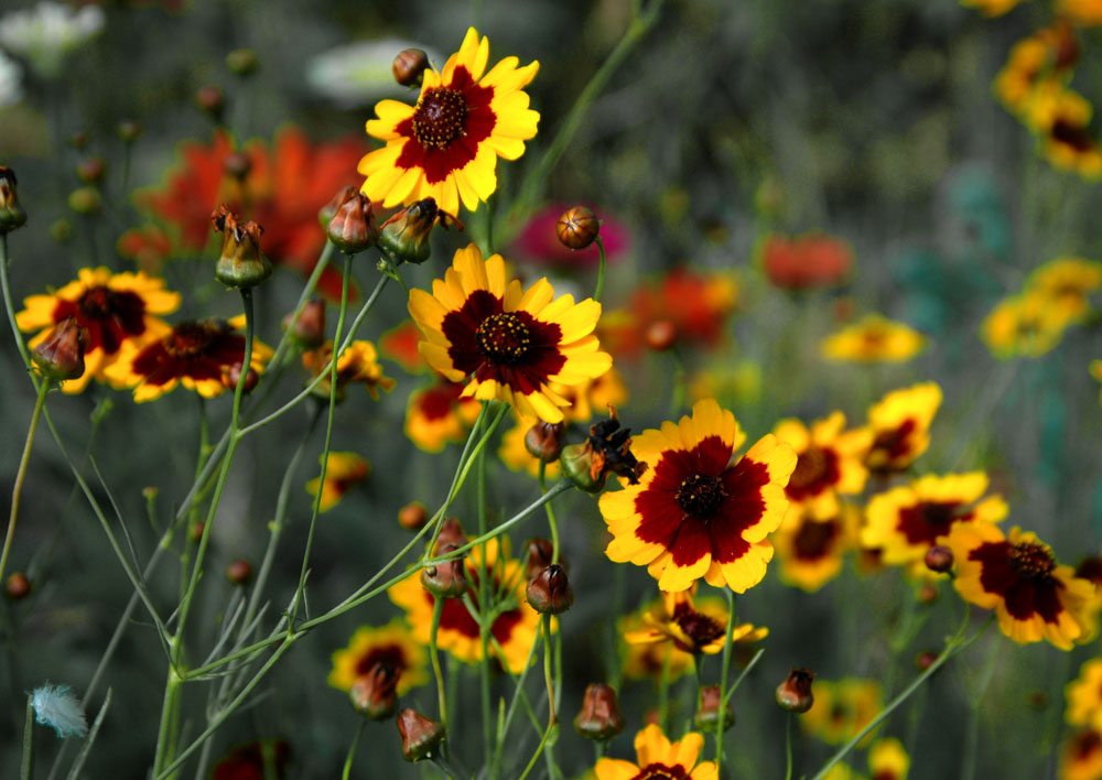 Plains_Coreopsis (1)