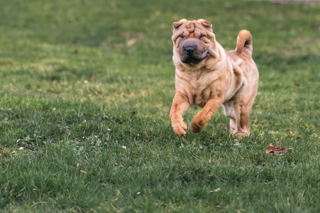 Chinese Shar-Pei