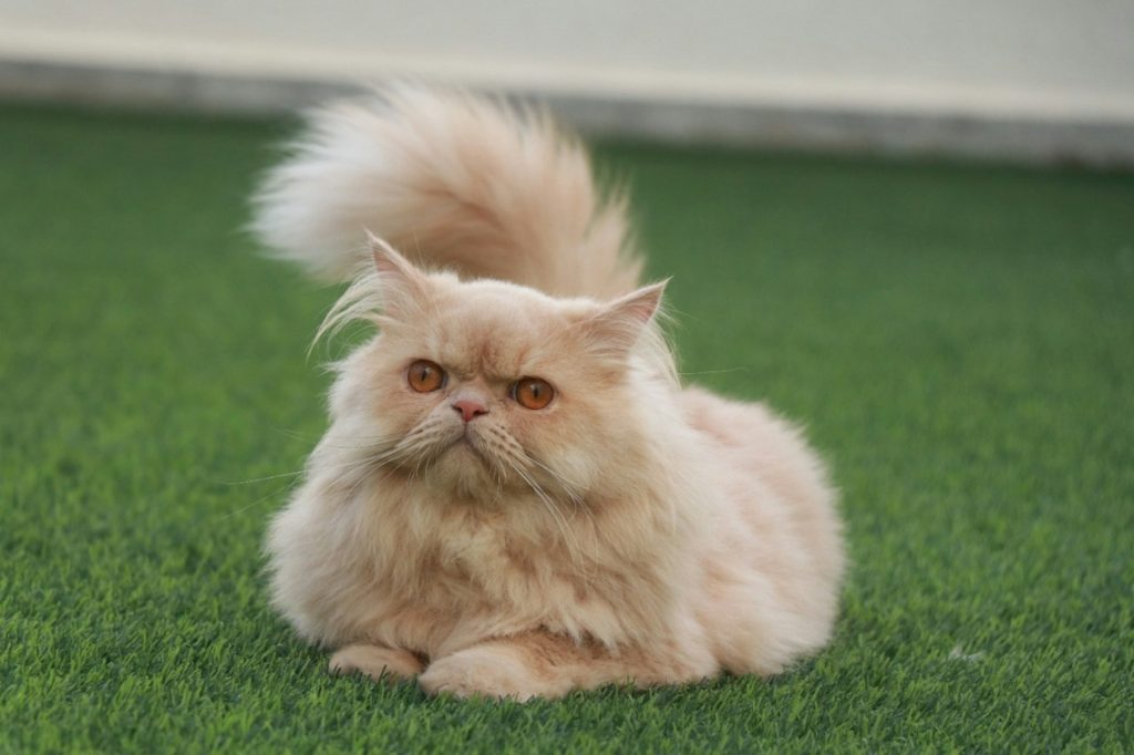 Persian cat