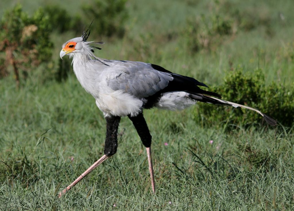 Secretarybird