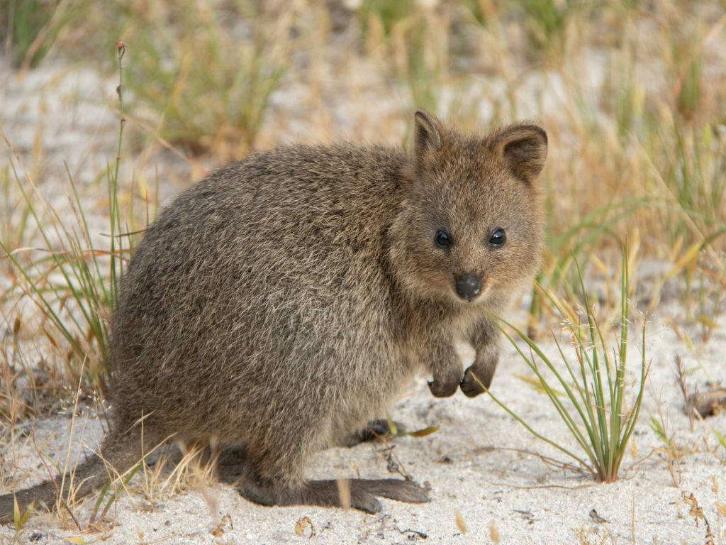 Quokka
