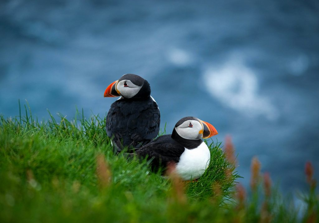 Atlantic Puffin