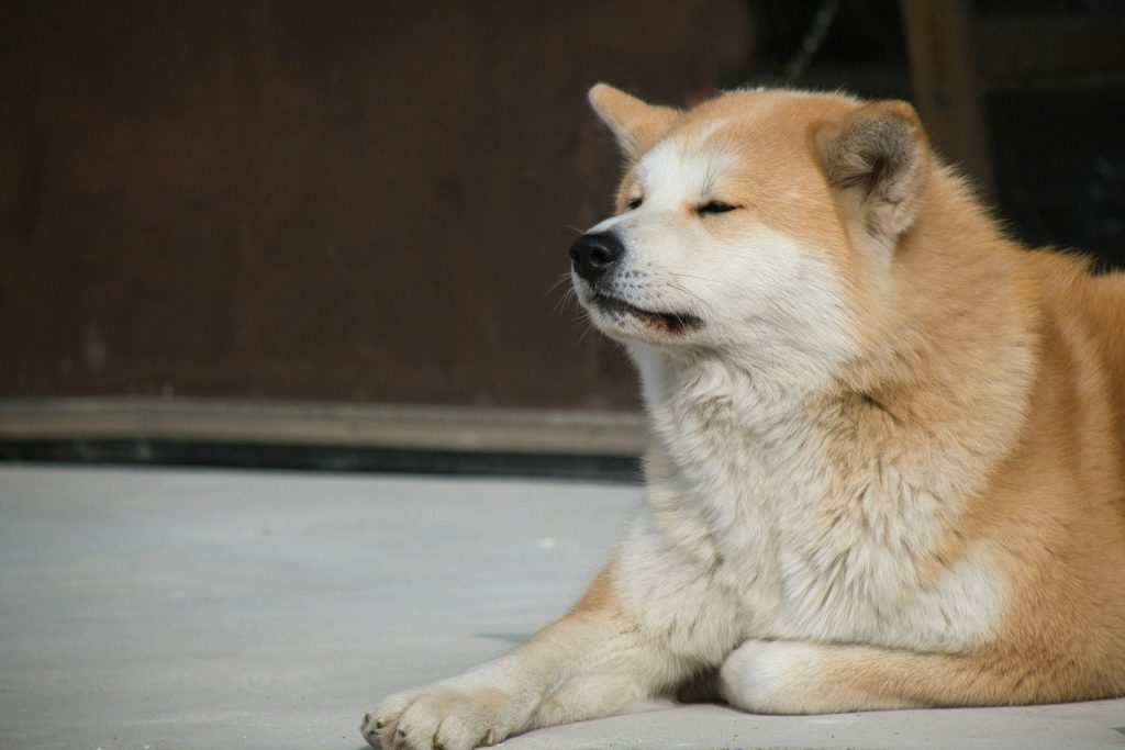 Akita inu