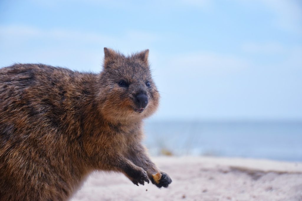 quokka