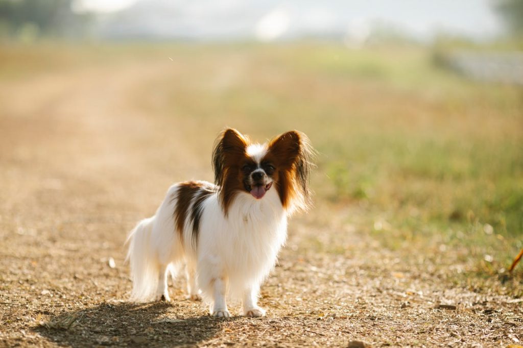 Papillon dog