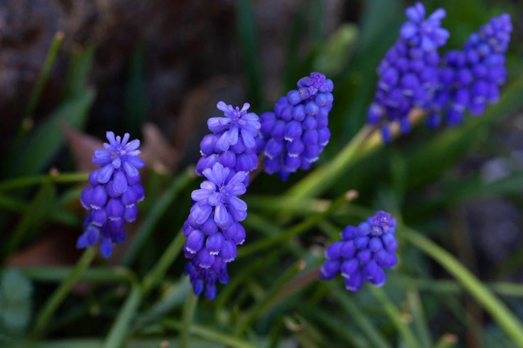 grape hyacinth