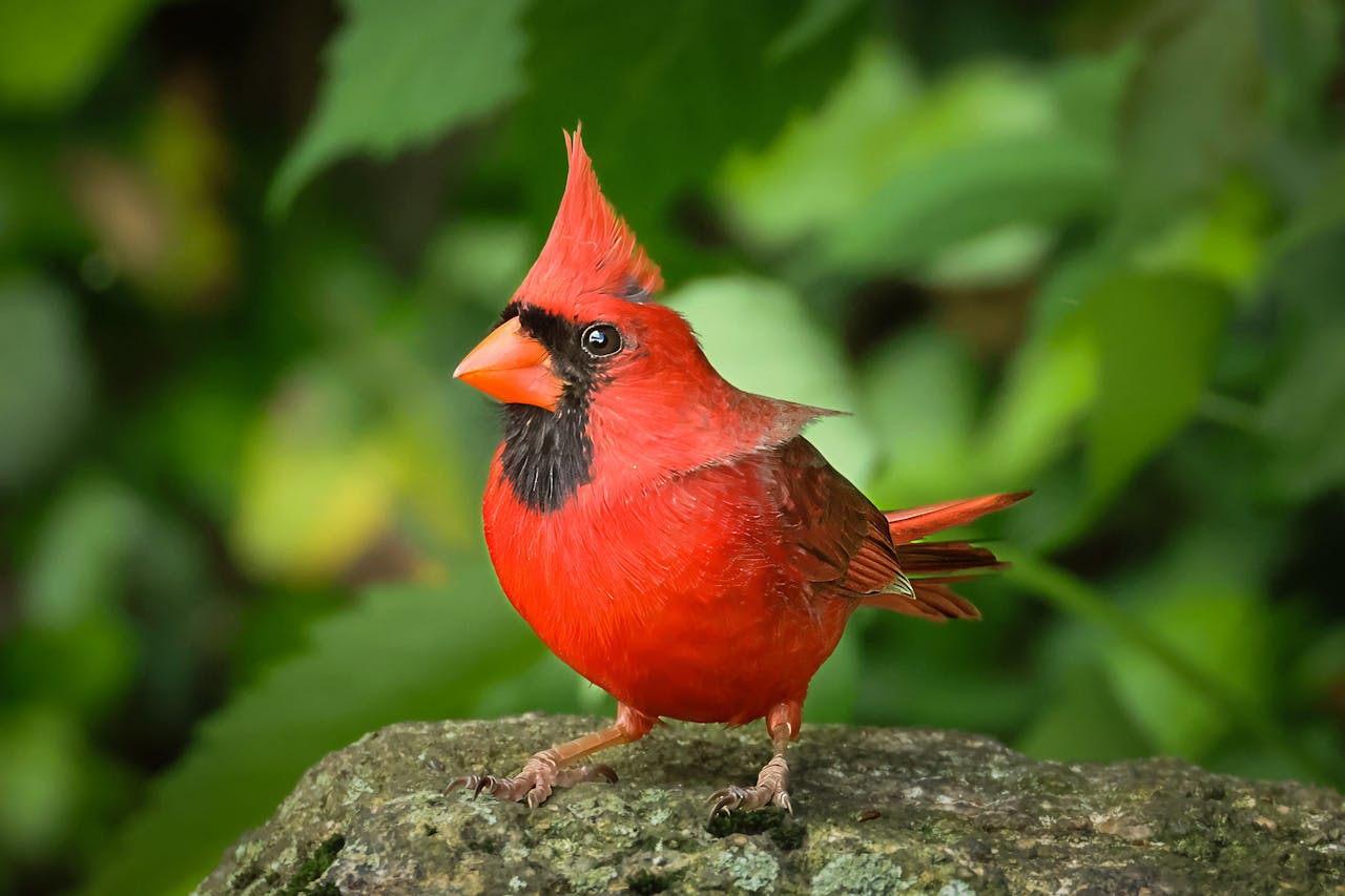 A Yard Can Attract Cardinals Without a Feeder, but Common Mistakes Keep Them Away