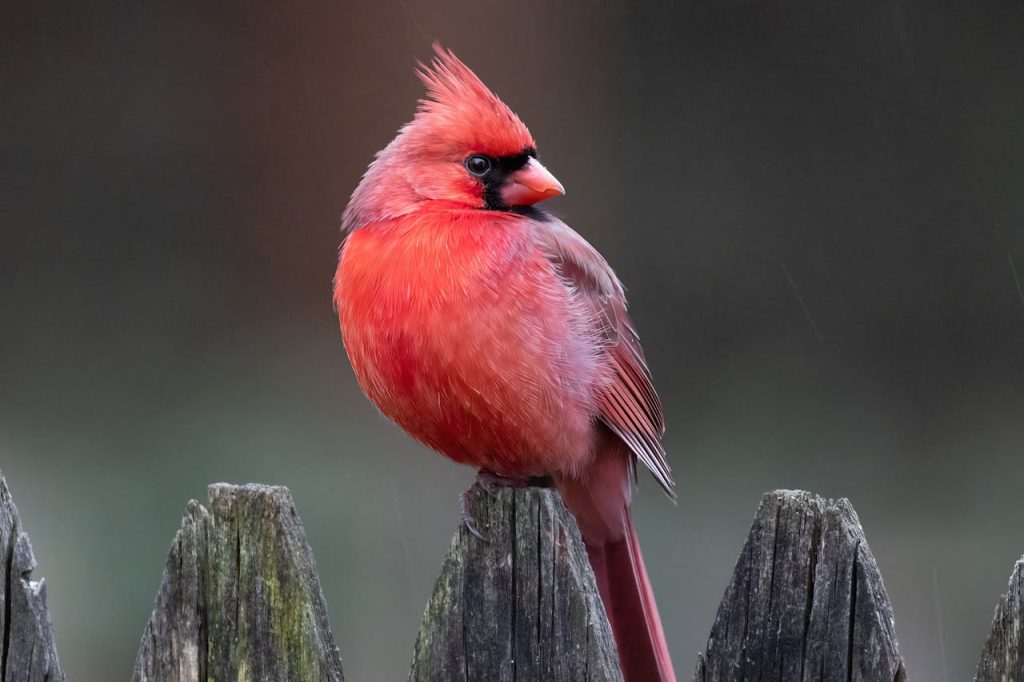 cardinal