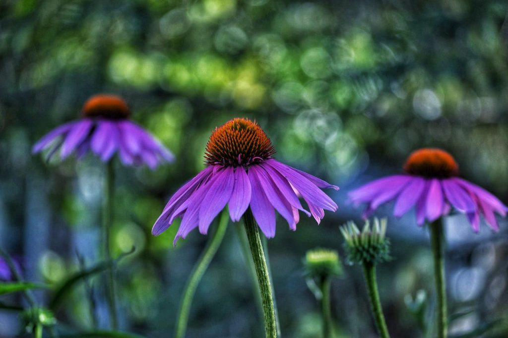Purple Coneflower