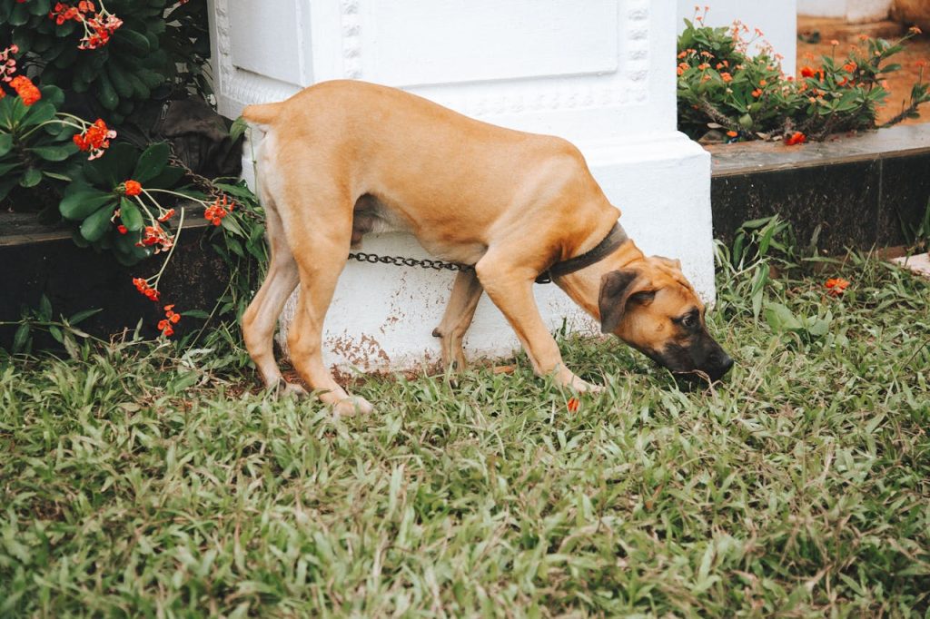 What Scientists Say Your Dog’s Grass-Eating Habit May Really Be Warning ...