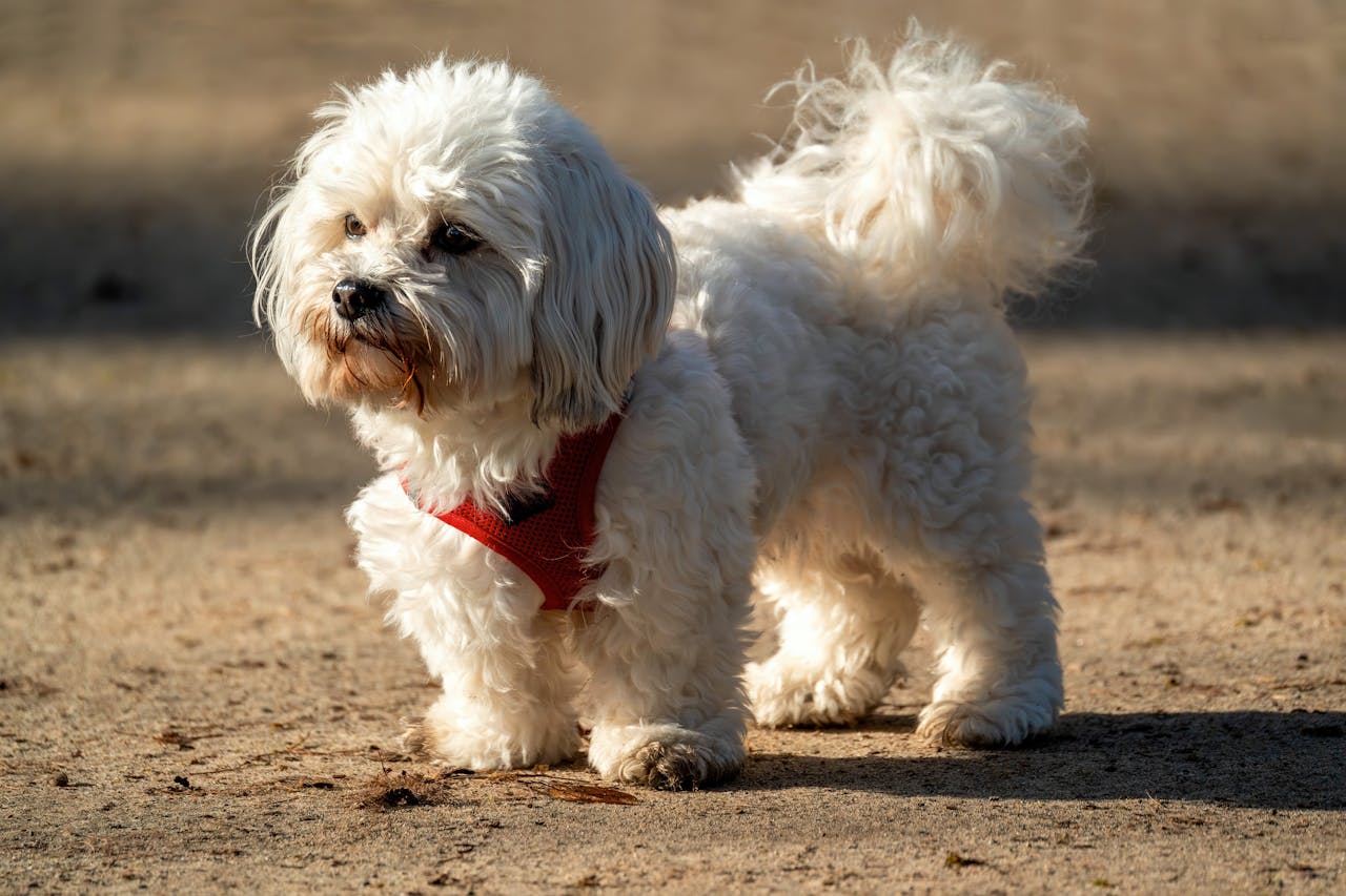 Maltese dog