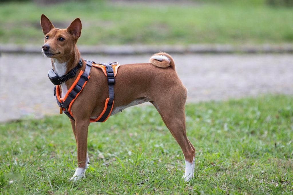 Basenji dog