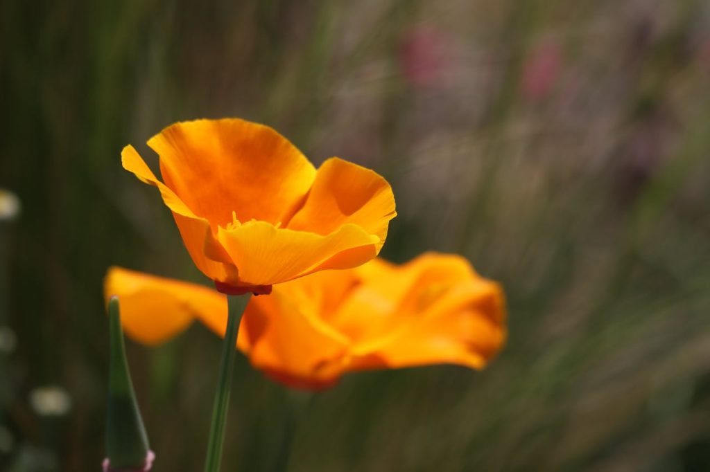 California Poppy