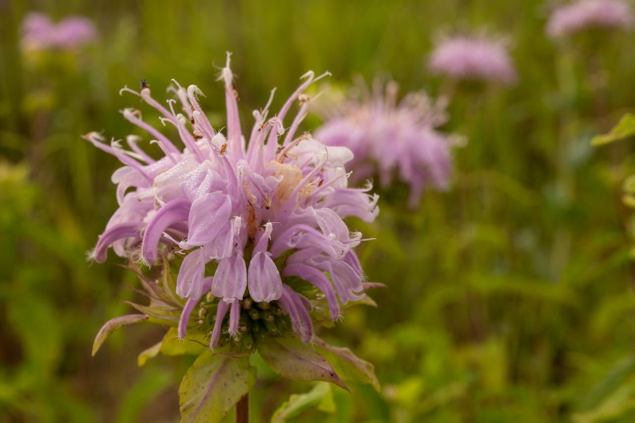 Wild Bergamot