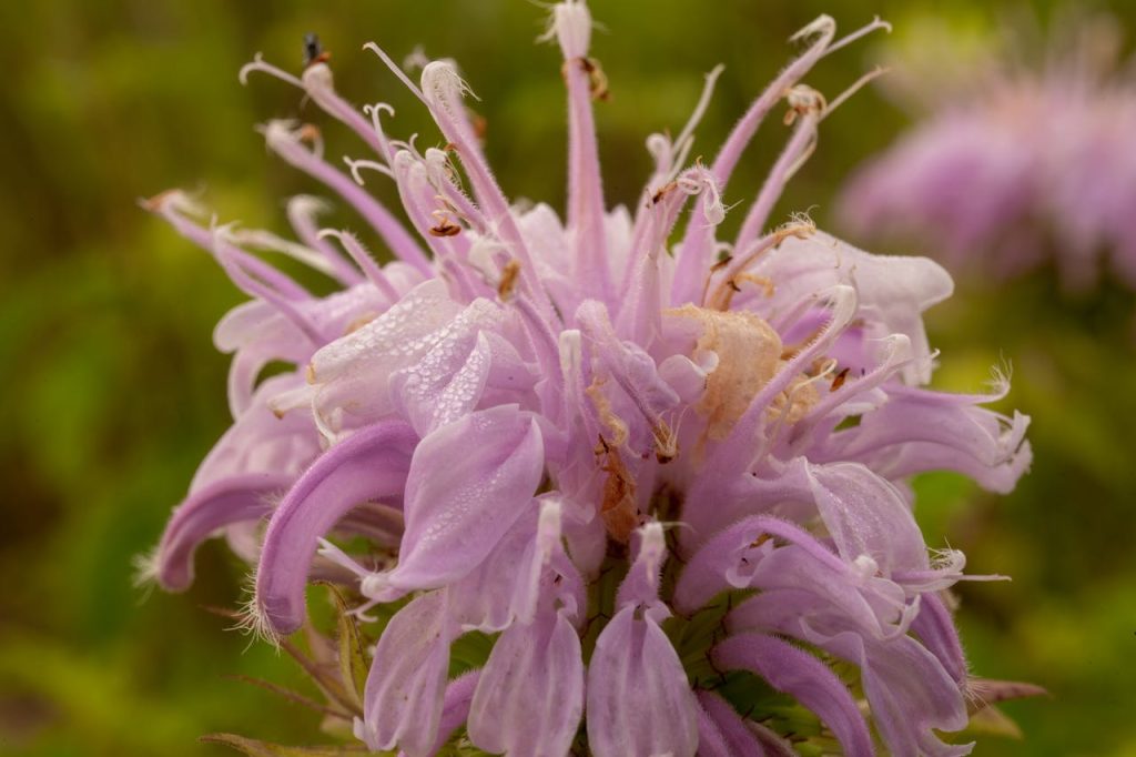 Wild Bergamot
