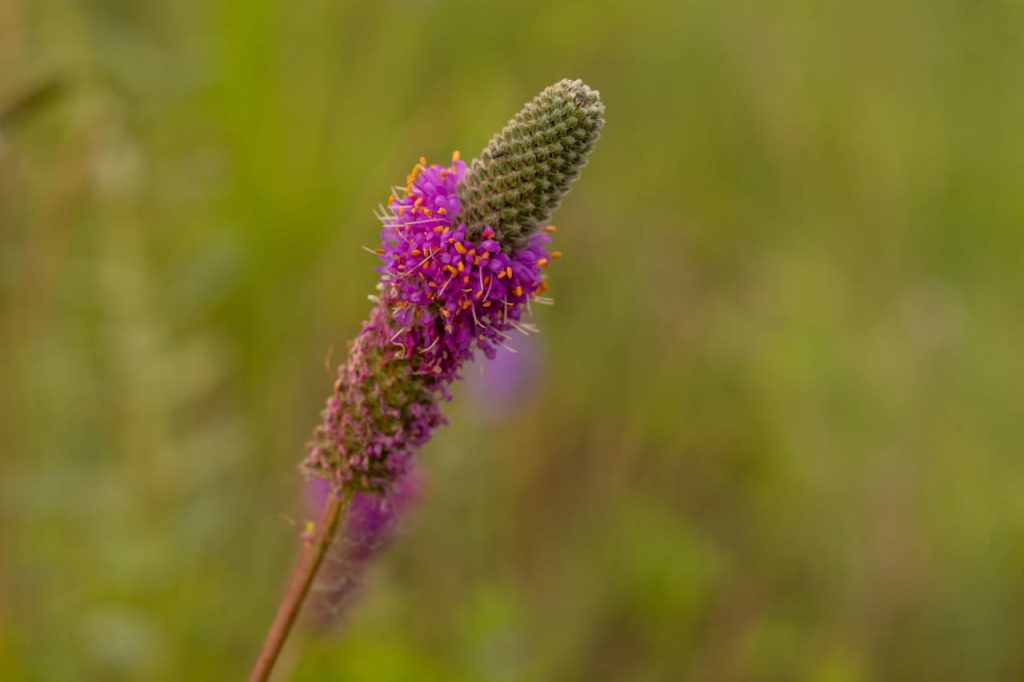 Purple Prairie Clover