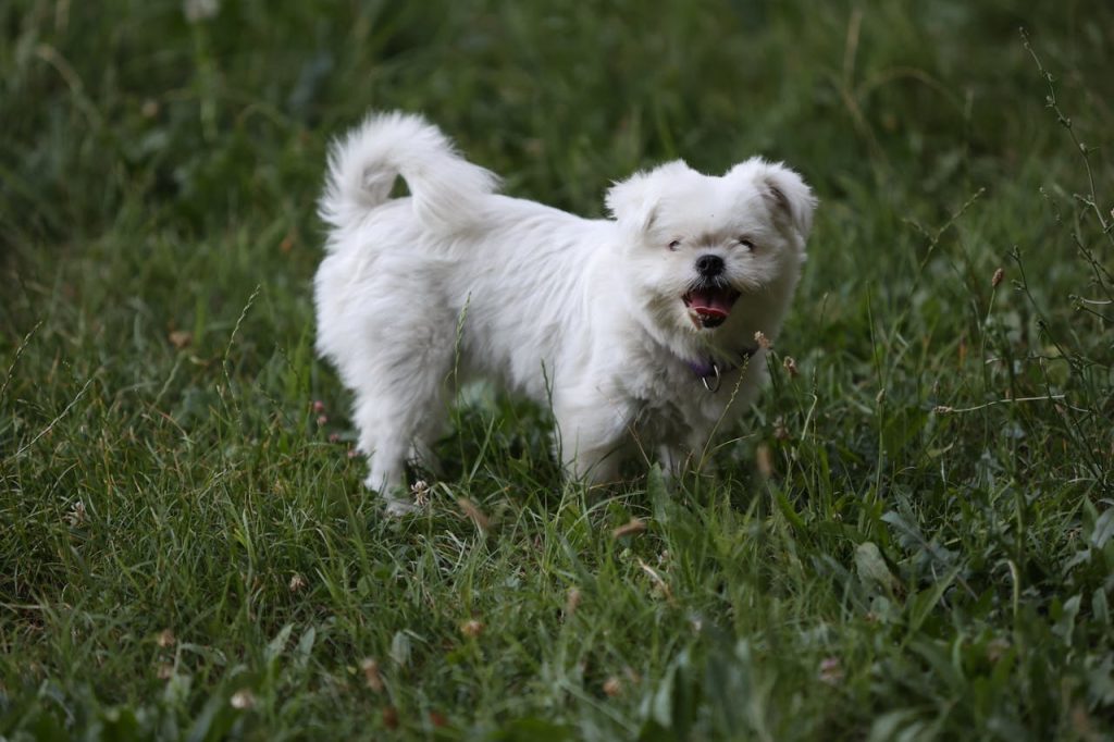 Maltese